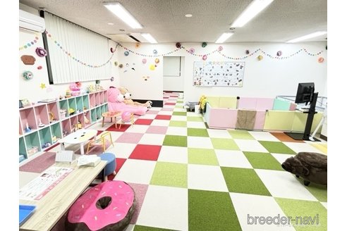 成約済の栃木県のチワワ(ロングコート)-355955の3枚目
